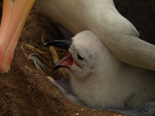 ../../Pictures/241209/114 blackbrowded Albatross.JPG